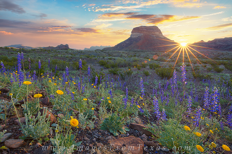big bend, bluebonnets, texas wildflowers, texas landscapes, sunrise