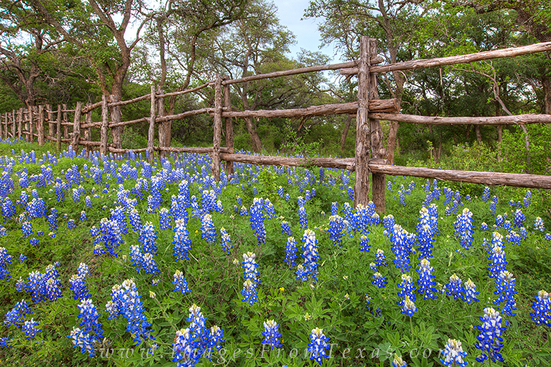 bluebonnets,fence,wooden fence,hill country,texas hill country,hill country wildflowers