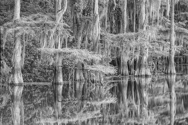 caddo lake state park. cypress images,caddo lake photos,east texas photos,reflections