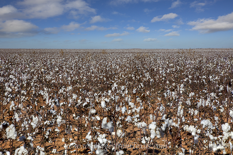texas cotton field,texas cotton images,texas cotton harvest,cotton images,cotton prints,texas cotton landscapes,texas images