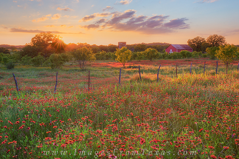 texas wildflower prints,texas wildflower photos,texas hill country,red wildflowers,firewheels,texas landscapes