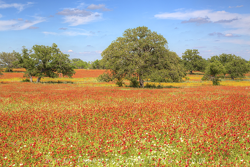 texas wildflowers,texas hill country,texas wildflower photos,hill country photos,windflower prints,texas landscapes,firewheels,paintbrush