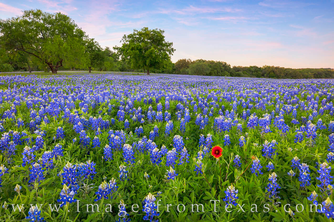 bluebonnets; bluebonnet photos; texas wildflowers; indian blankets; texas wildflower prints; texas hill country; marble falls; texas spring; spring landscape; texas landscapes