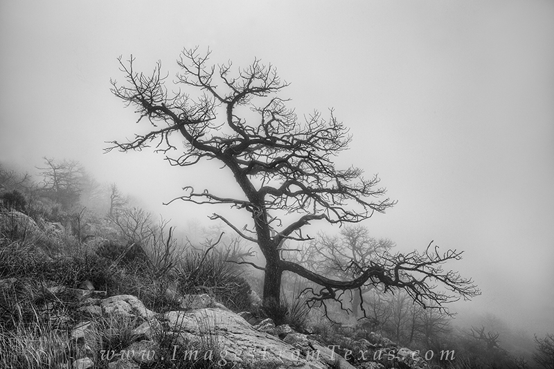 Big Bend prints,big bend national park,emory peak,black and white,texas images