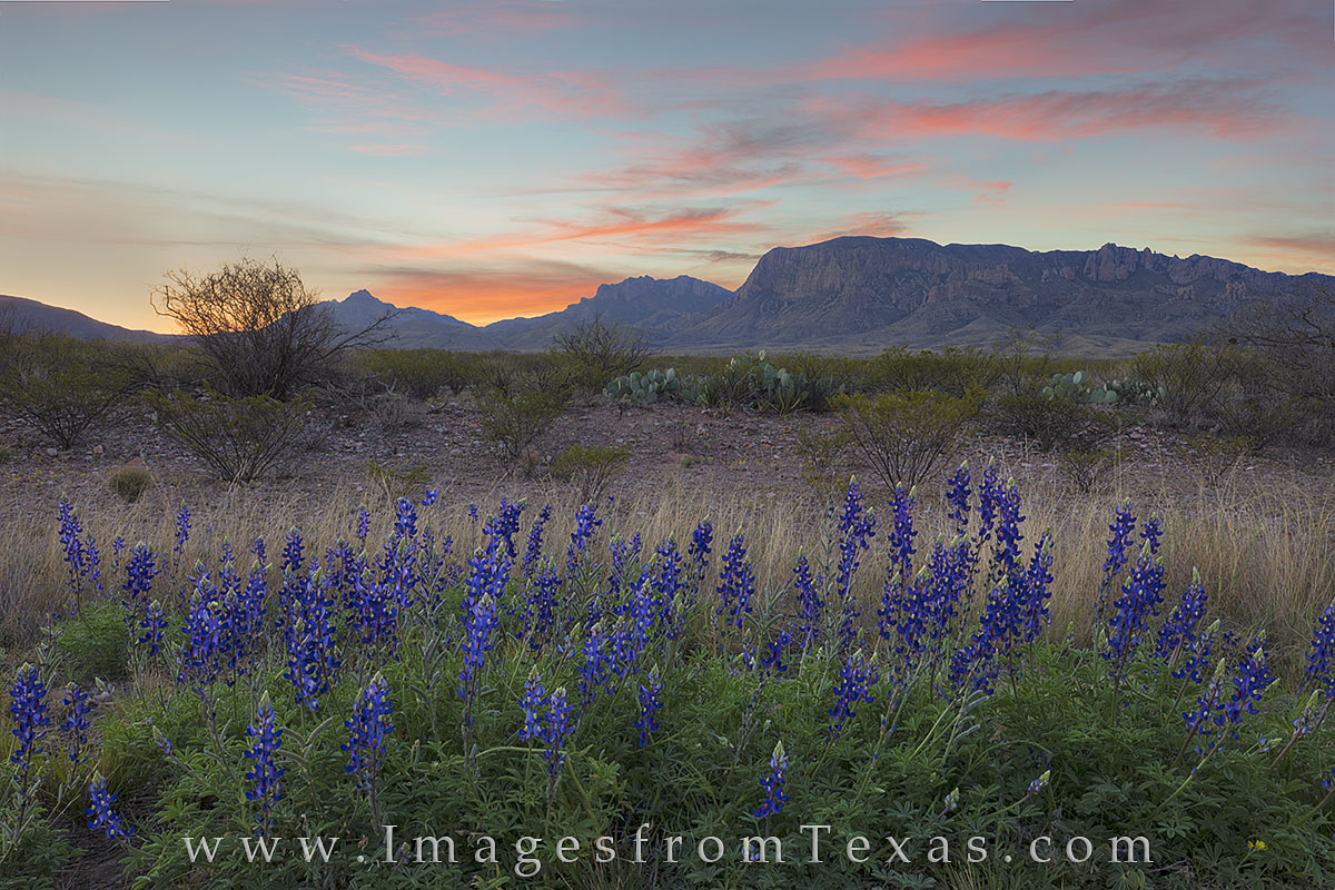 bluebonnets, texas wildflowers, big bend national park, chisos mountains, texas landscapes, texas national park, lupines, wildflowers, sunrise
