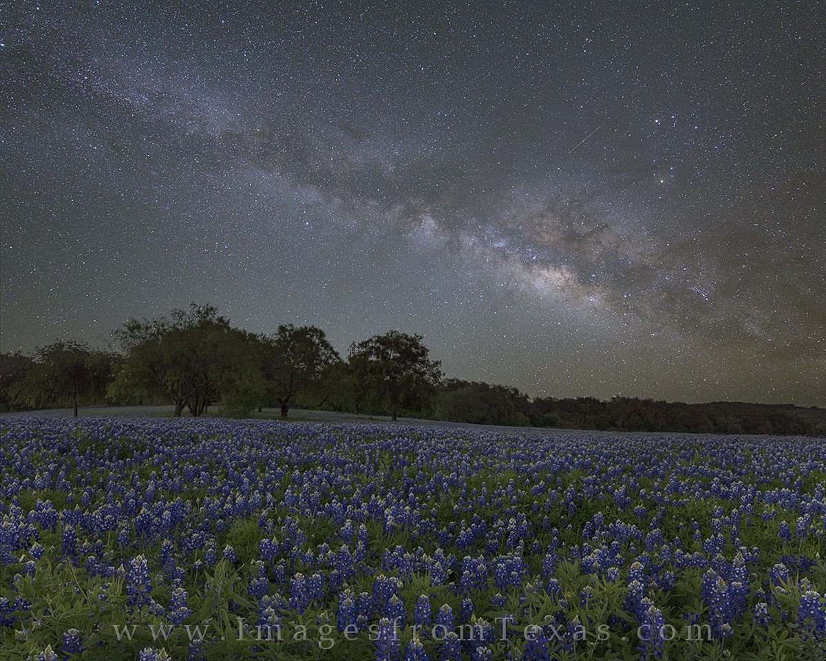 bluebonnet images, texas wildflower images, texas hill country, milky way, milky way image, bluebonnet prints, texas night skies, milky way prints