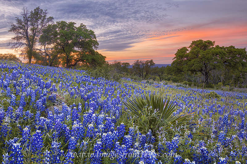 bluebonnets,texas hill country,texas wildflowers,texas landscape,texas sunset,springtime in texas,wildflowers