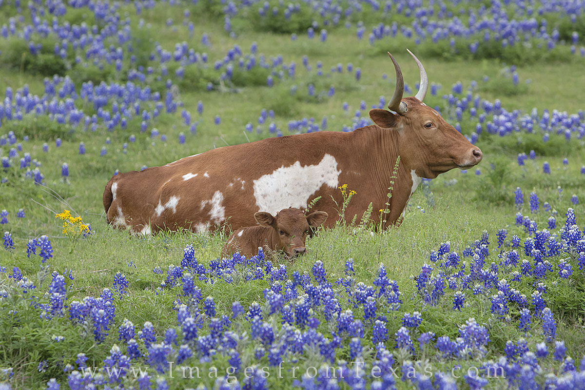 longhorns, bluebonnet prints, longhorn photos, bluebonnets and longhorns, texas hill country, hill country prints, texas images