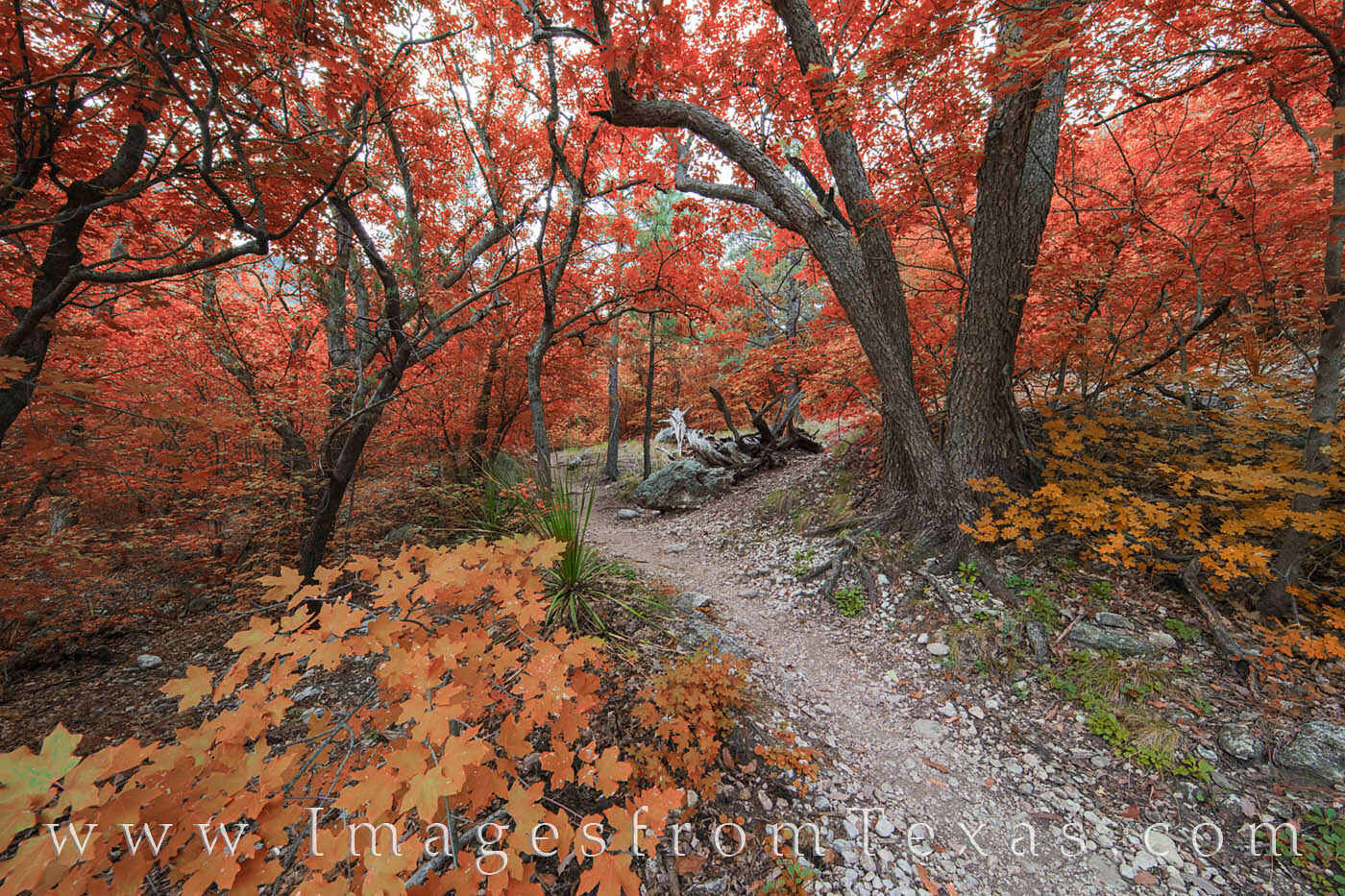 McKittrick Canyon, Guadalupe Mountains, Guadalupe Mountains National Park, Texas fall colors, Texas national parks, autumn colors, west texas, texas hiking, texas hikes