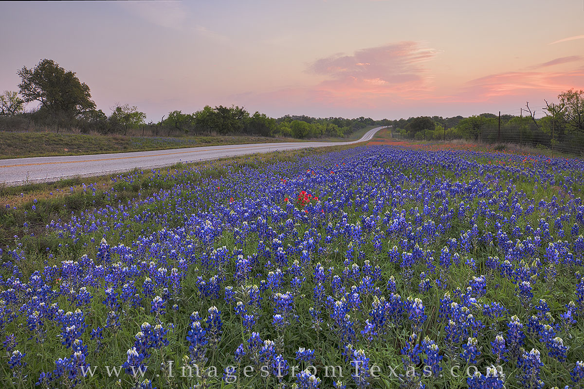 bluebonnet prints, bluebonnet highway, texas wildflowers, sunrise, texas hill country, wildflower photos, llano, mason, 29, 2017, texas landscapes, highway