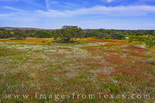 Texas Wildflowers Hill Country Aerial 051-1
