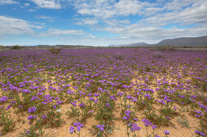 Big Bend - Desert Wildflowers 1
