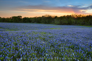 Bluebonnet Sunset Near Ennis, Texas
