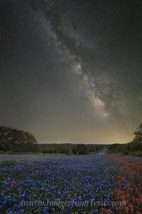 Bluebonnets and Paintbrush under the Milky Way