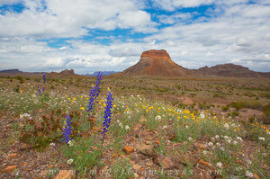 Bluebonnets of the Chisos Mountains 1