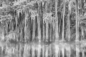 Caddo Lake Cypress Black and White 3