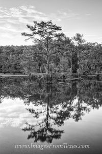 Caddo Lake State Park Black and White 1