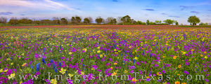 Colors of Wildflowers in Evening 326-1