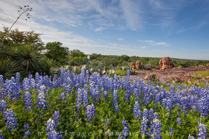 Hill Country Bluebonnets 2