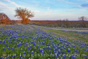 Last Light over Bluebonnets in the Hill Country 320-1