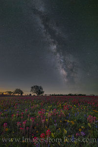Milky Way over Spring Wildflowers 402-1