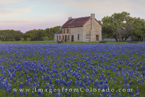 Bluebonnets in Marble Falls Panorama 1