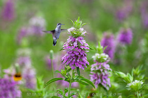 Purple Horsemint and a Hummingbird