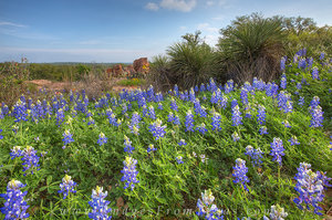 Texas Bluebonnet Landscape 1