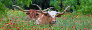 Texas Longhorns in Wildflowers Panorama