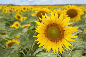 Texas Summer Sunflowers 3