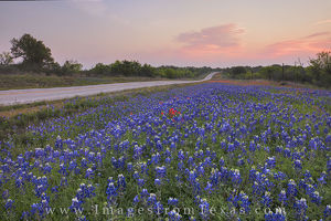 Wildflower Highway Sunrise 2