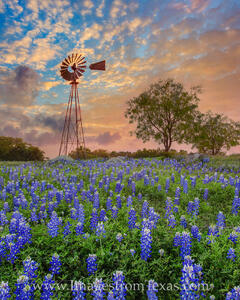 Windmill and Bluebonnets in the Morning 2