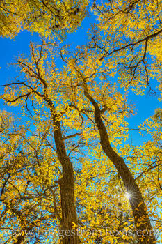 Sunshine sparkles through the golden leaves of elm trees on an Autumn afternoon in the Hill Country.