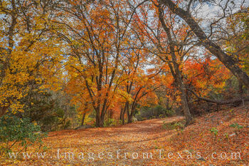 Autumn Trail - Lost Maples 1112-1