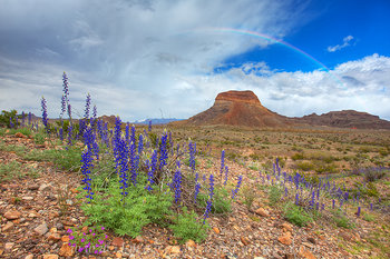 Big Bend - Bluebonnets and a Rainbow