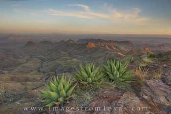 Big Bend Agave at the South Rim 1