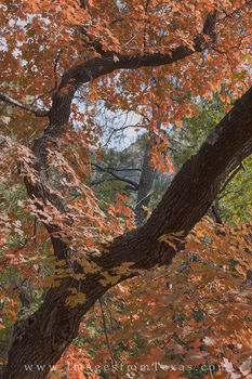 Bigtooth Maple, Guadalupe Mountains 1