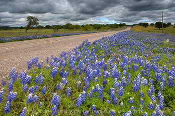 Bluebonnets along a Country Road 2
