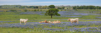Bluebonnet Pano - Cows in the Country