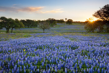 Bluebonnet Sunrise in the Country 1