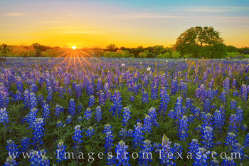 Bluebonnet Sunset in the Texas Hill Country 413-1