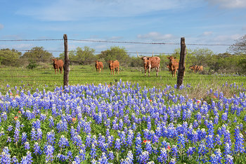 Blueebonnet Watchers of the Hill Country