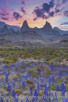 Bluebonnets and Mule Ears Morning, Big Bend 310-2