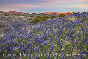 Bluebonnets and the Chisos at Sunset 1