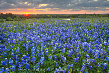 Bluebonnets at Sunrise in Ennis, Texas 1
