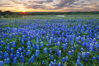 Bluebonnets at Sunrise in Ennis, Texas 2