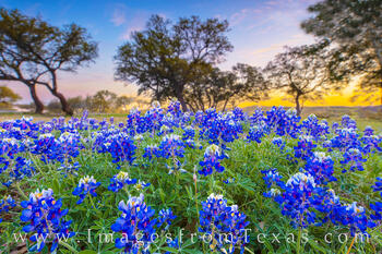 A small area of bluebonnets made for a good sunrise image in Lakeway, Texas.