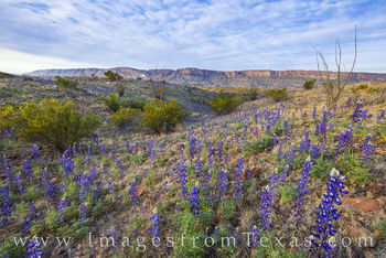Bluebonnets of the Big Bend 21