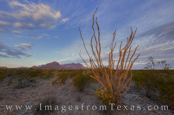 Chisos Mountains in Morning Light 4