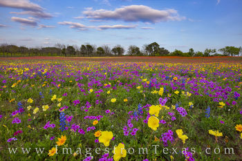 Colorful Wildflowers in the Late Afternoon 327-2